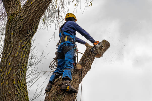 Best Leaf Removal  in San Anselmo, CA