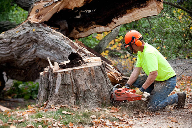 Seasonal Cleanup (Spring/Fall) in San Anselmo, CA