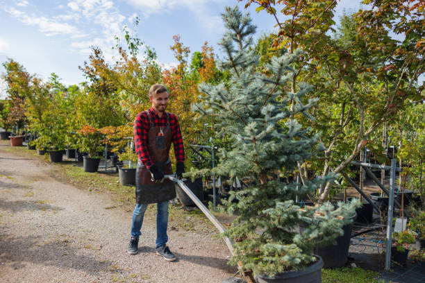 Best Tree Maintenance Programs  in San Anselmo, CA