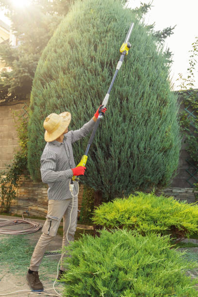 Best Tree Health Inspection  in San Anselmo, CA