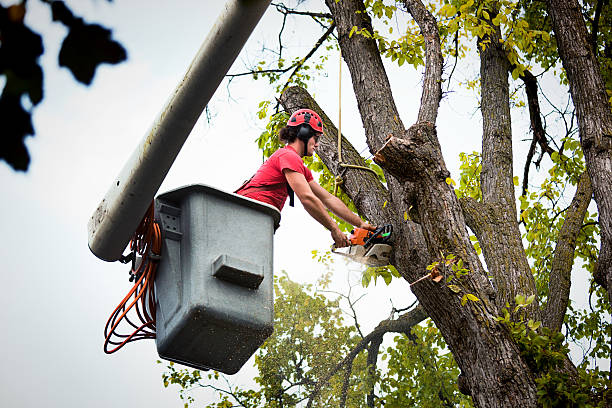How Our Tree Care Process Works  in  San Anselmo, CA