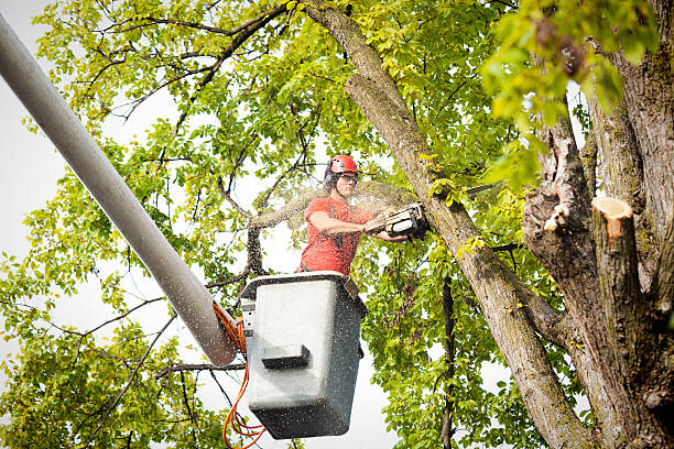  San Anselmo, CA Tree Services Pros